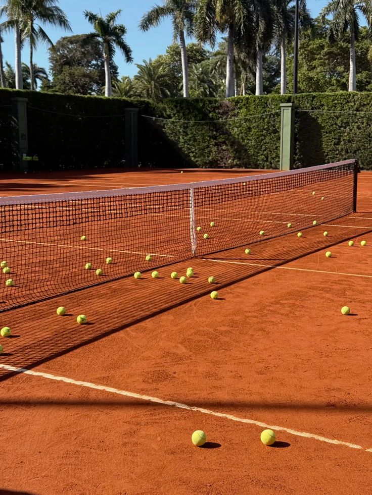 Tennis balls scattered across a clay court beneath the palms